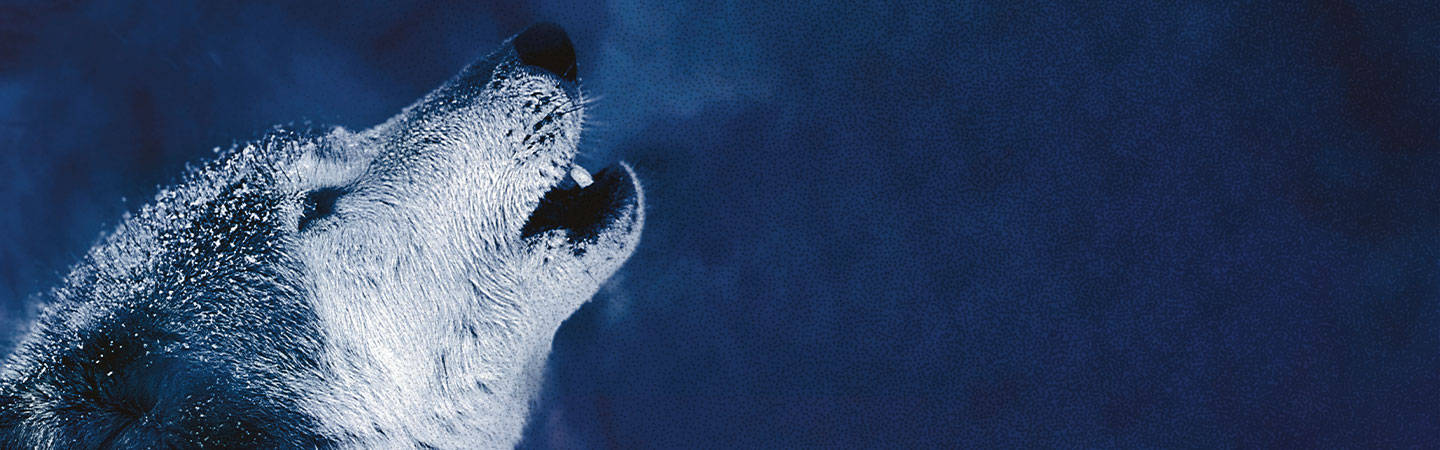 Photo of a wolf howling