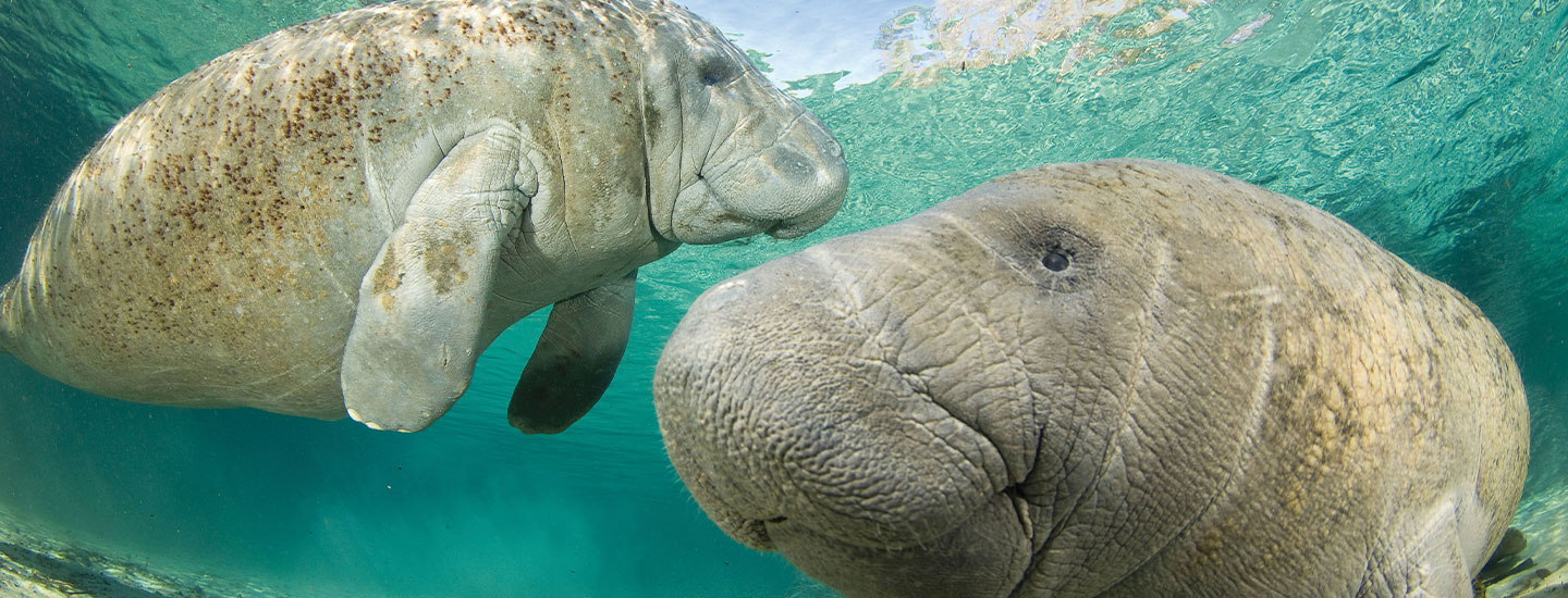 Photo of two manatees swimming underwater